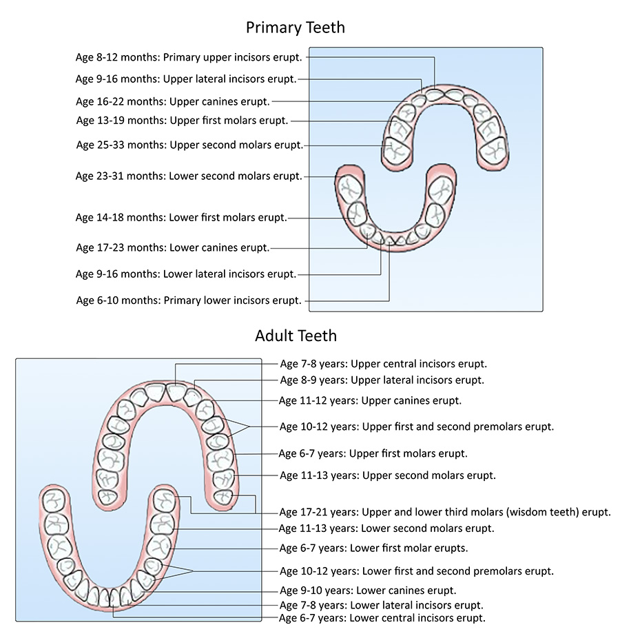 tooth eruption graphic for primary and adult teeth